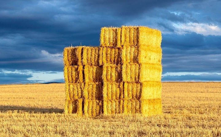 河南省發(fā)文允許玉米秸稈顆粒機(jī)顆粒燃料替代燃煤