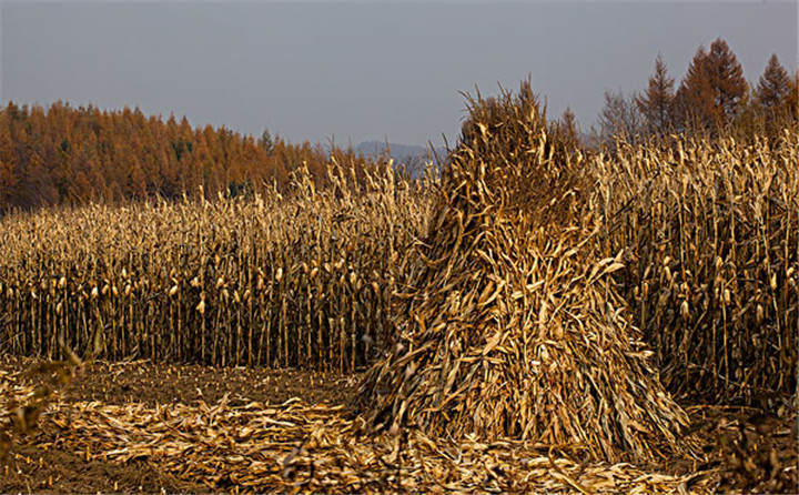 黑龍江省海倫市用于秸稈綜合利用共投入1.6億元，加快玉米秸稈顆粒機(jī)的使用