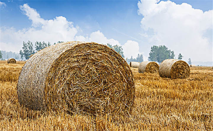 農(nóng)村禁止燒秸稈是哪位專家提出來的？有科學(xué)依據(jù)嗎？玉米秸稈顆粒機(jī)能幫忙嗎？