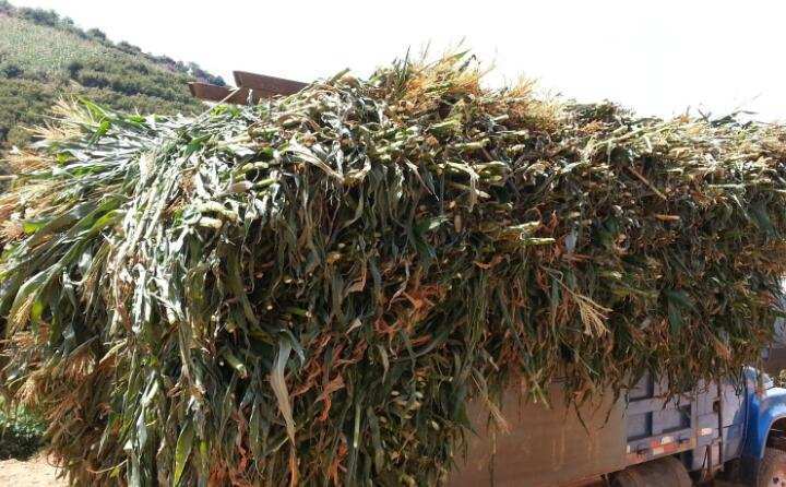 遼寧秸稈 遼寧秸稈