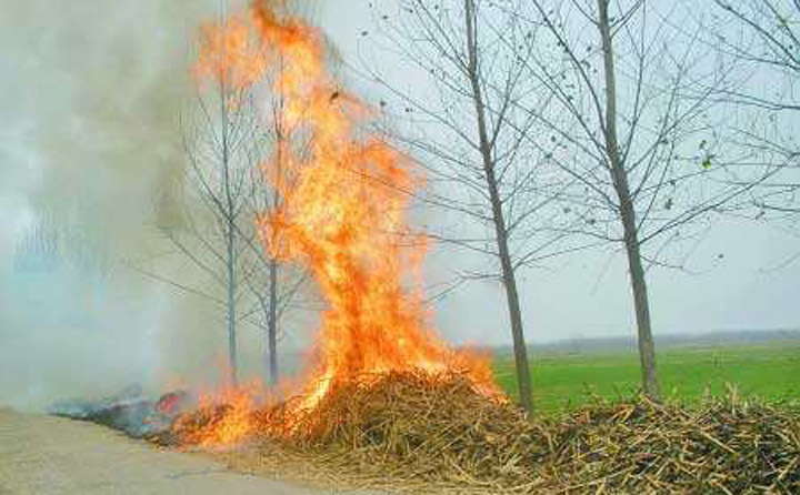 秸稈被隨意焚燒