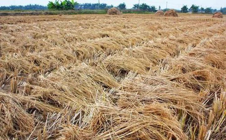 吉林靖宇加大補(bǔ)貼實(shí)施“秸稈變?nèi)狻惫こ?/></p><p>靖宇縣共有耕地面積41.1萬(wàn)畝，其中糧食種植面積27.1萬(wàn)畝，每年產(chǎn)生秸稈8.49萬(wàn)噸，其中玉米產(chǎn)生秸稈7.3萬(wàn)噸。全縣秸稈總利用量達(dá)到7.5萬(wàn)噸。目前飼料化利用率只有1.8萬(wàn)噸，利用率占比24%，秸稈飼料開(kāi)發(fā)利用空間很大。</p><p><br/></p><p>靖宇縣將積極協(xié)調(diào)資金，重點(diǎn)支持肉牛家庭牧場(chǎng)、養(yǎng)殖專業(yè)合作社和龍頭企業(yè)及具有帶戶能力的肉牛養(yǎng)殖場(chǎng)開(kāi)展標(biāo)準(zhǔn)化改造；引進(jìn)優(yōu)質(zhì)肉牛凍精為優(yōu)質(zhì)育齡母牛繁育改良；對(duì)肉牛養(yǎng)殖場(chǎng)全株玉米青貯10噸以上的，按照每噸60元的國(guó)家補(bǔ)貼標(biāo)準(zhǔn)給予補(bǔ)貼。</p><p>全面推進(jìn)“秸稈變?nèi)狻惫こ?，?shí)現(xiàn)到2025年全縣肉牛發(fā)展到4萬(wàn)頭目標(biāo)，力爭(zhēng)2至3年實(shí)現(xiàn)飼料化利用秸稈占比達(dá)到全縣秸稈的70%以上。</p><p style=