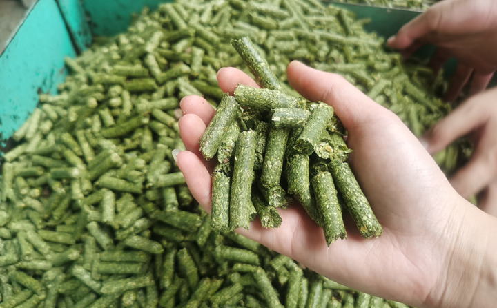 秸稈顆粒機加工的牧草顆粒 